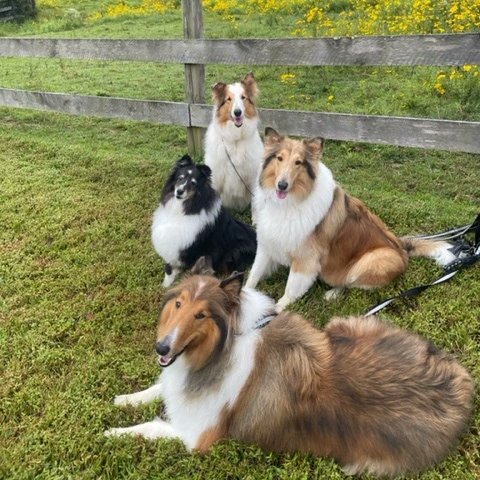 Almosthomeohio's tweet photo. Grace joins her Mom &amp; Dad, 2 collies, a sheltie, cats and will be living in West Virginia. 🐕🐾❤

#AHDRO #AlmostHomeOhio #AdoptDontShop  #RescueDog #RescueCollie #Collie https://t.co/2xQjhT3b4U