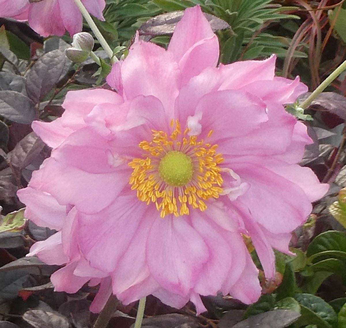 natepix1's tweet photo. The fabulous Anemone ‘Fall in love sweetly'🌸
I did straight away and stuck her in the trolley 🛒😂
#Flowers #Gardening #FlowerHunting https://t.co/30MiFTk0hI