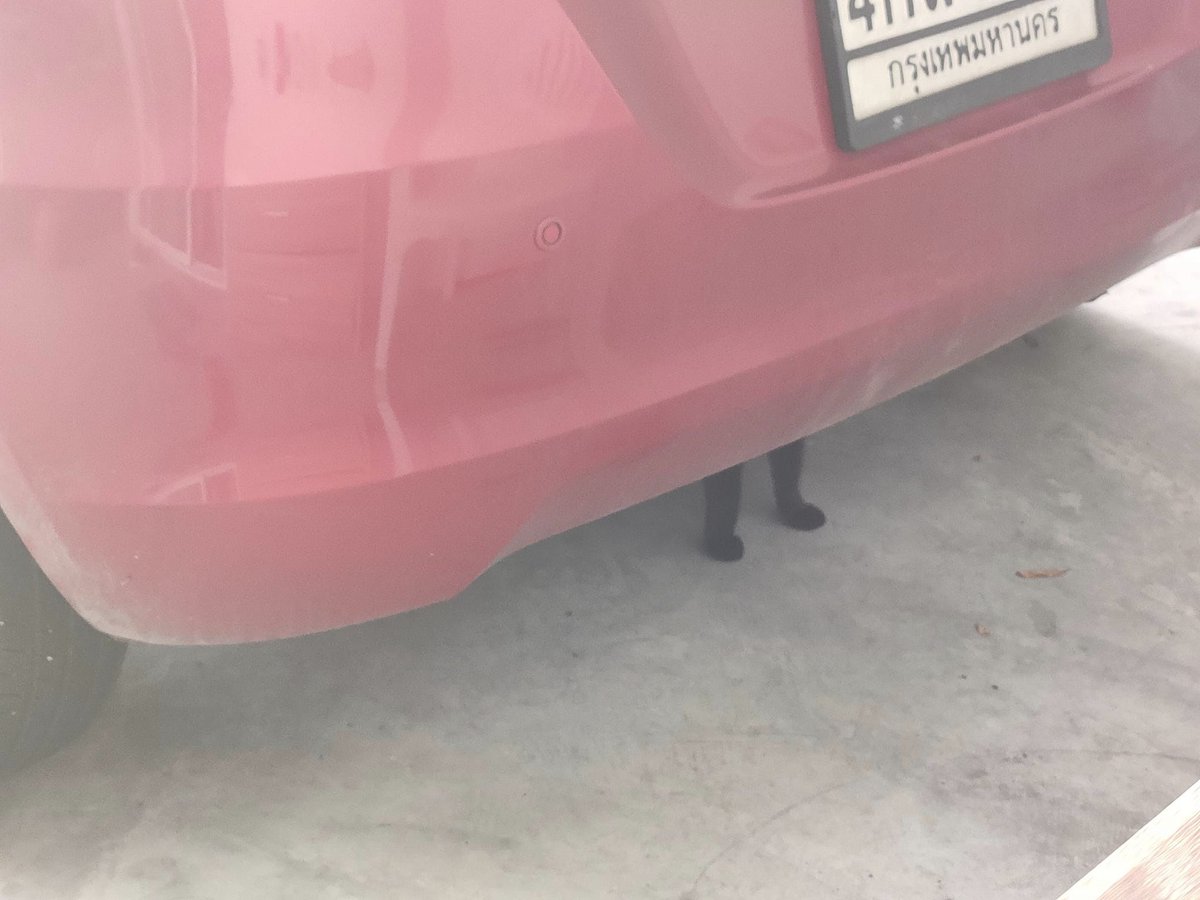 There is no cat in this image (@thereisnocat_) on Twitter photo 