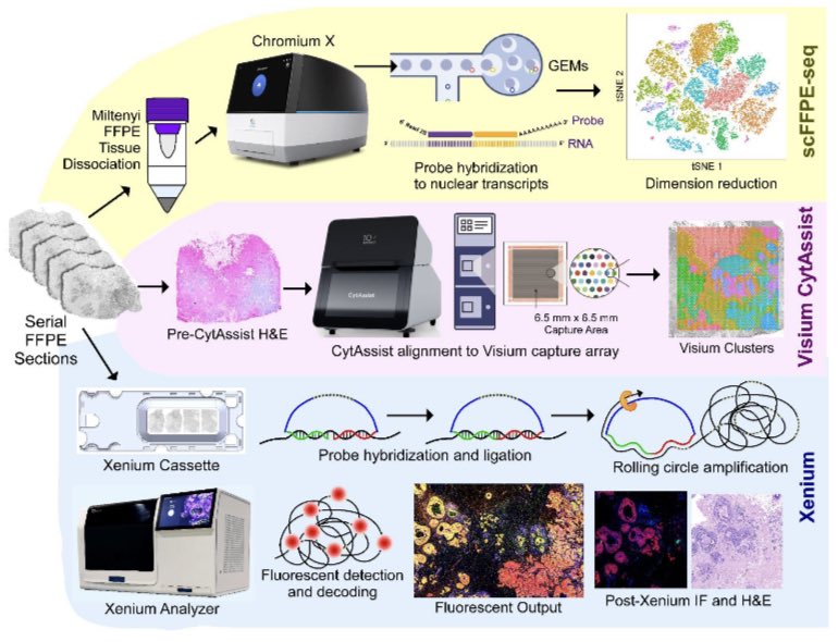 It’s spatial profiling day on @biorxivpreprint! Now @10xGenomics out with a preprint on integrated single cell, spatial and in situ analysis of FFPE tissue. Very excited by the extension of these high dimensional technologies to archival samples! biorxiv.org/content/10.110…