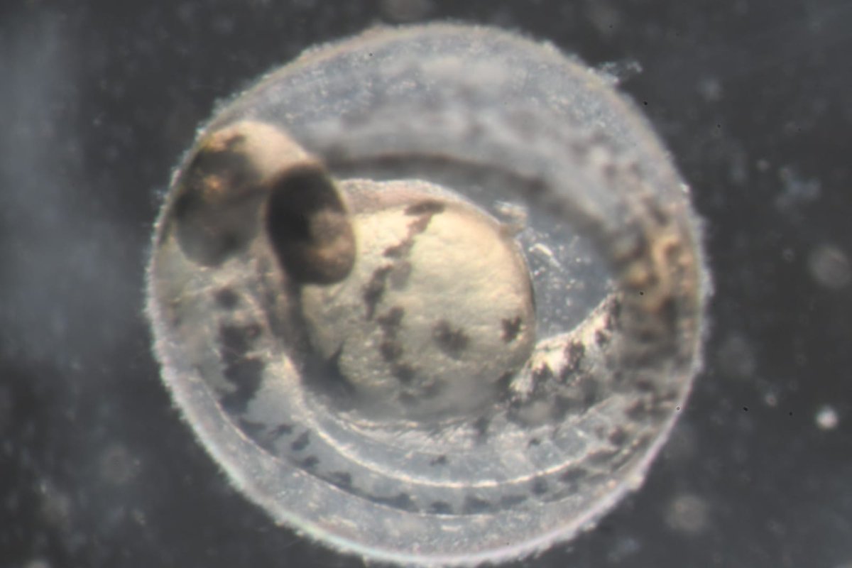 Karla_MaOs's tweet photo. Los pecesitos de @JorgeLuisRuizS6 #pezcebra #zebrafish https://t.co/2Zu3hOFHaf