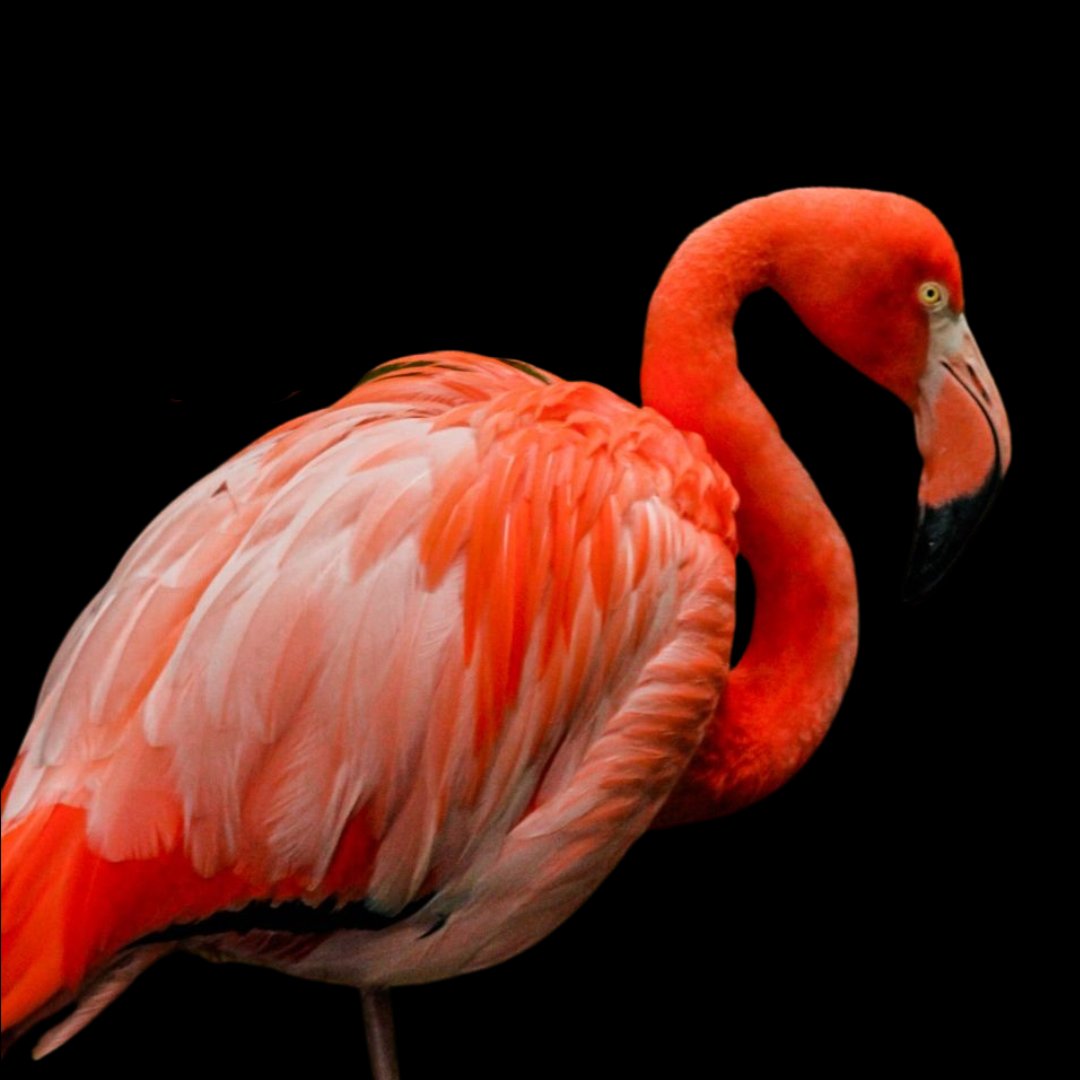 KevinLacoste87's tweet photo. #portrait #canon #ig #selfie #landscape #fotografia #stunning #portraitphotography #photographylovers #photooftheday #photography #photo #eyesarebetterclosed #50mmlens #cannonreblet7 #cannonphotography #lightroom #naturephotography #animalphotography #birdphotography #flamingo https://t.co/ReP7wdrxaM