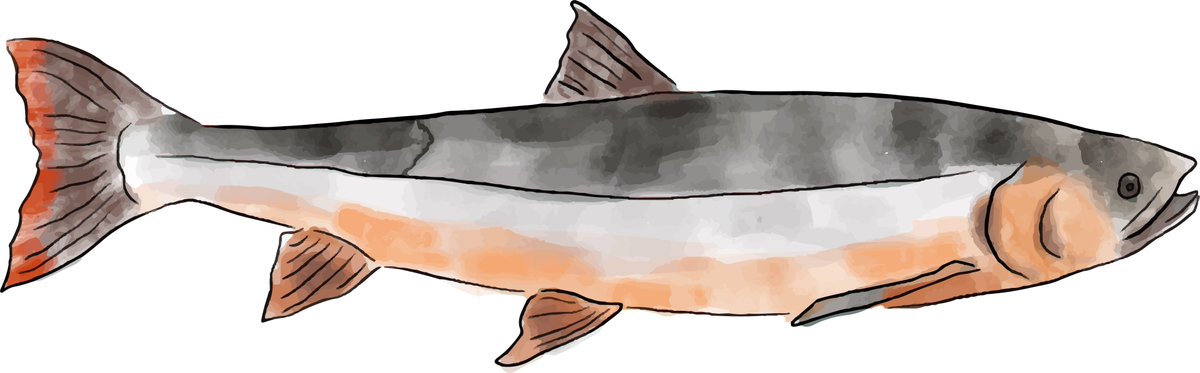 Exciting news going into your Thanksgiving weekend: <a href="/ma_macneil/">MA MacNeil</a> <a href="/jamieleesnook/">Jamie Snook, PhD</a> @TWPFS, the Torngat Fish Producers Co-op &amp; I are looking to find the next doctoral student to study char in Nunatsiavut. See here for more information meganbailey.ca/iqaluk-recruit… (image by <a href="/_asawatzky/">Alex Sawatzky</a>)