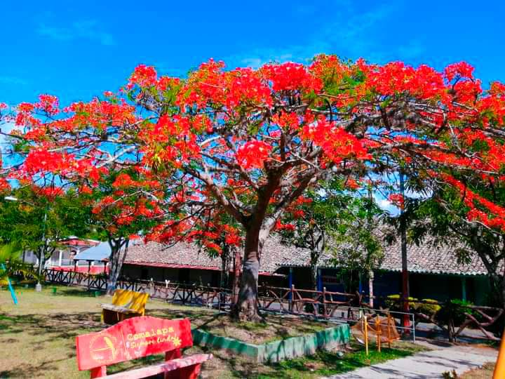 🚨Les presento este precioso parque en Comalapa 😍

#2022PuebloVictorioso 
#Nicaragua 
<a href="/engelpaz2021/">🄿🄰🅉 </a> 
<a href="/Agaton79/">αgαтσи☭ 🇳🇮🇵🇸🕊️</a> 
<a href="/Xeras_BD/">❤ ⓍⒺⓇⒶⓈ 🖤</a>
