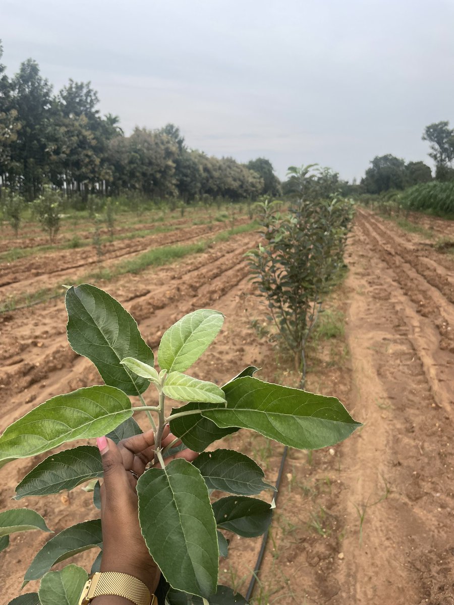 AnushaKV12's tweet photo. @omp_itagi A farmer in Sira (not so far from Durga) experimented this and was successful so why not. Attached is a picture. Glad to show that it isn’t a joke :) https://t.co/ix4iQafjvT