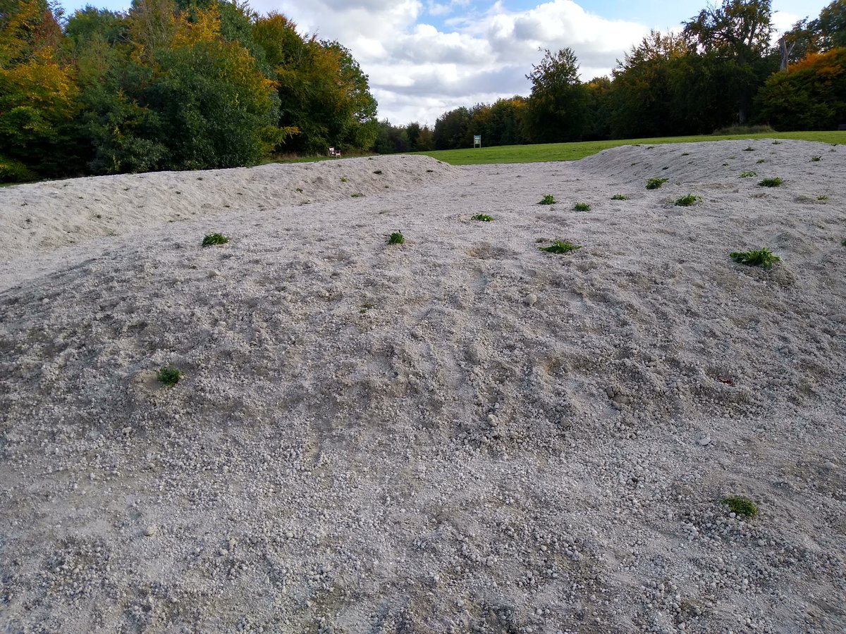 First @rewildlondon #ButterflyBank planting this afternoon with the Friends of Oaks Park. Planted 200+ chalk grassland wildflowers for scarce #butterflies, from our friends @Downygrazers! More planting tomorrow at 10am, meet by the bank!
@SuttonCouncil @WildLondon