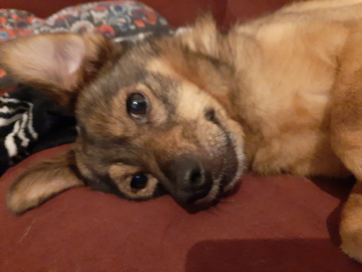 FrechdachsPaul's tweet photo. @AliceOutOfPlace Da bin ich, Kumpeline. Meine Mama hat grade viel Stress, da vergisst sie oft meine Handyzeit. https://t.co/q8f46q03rt