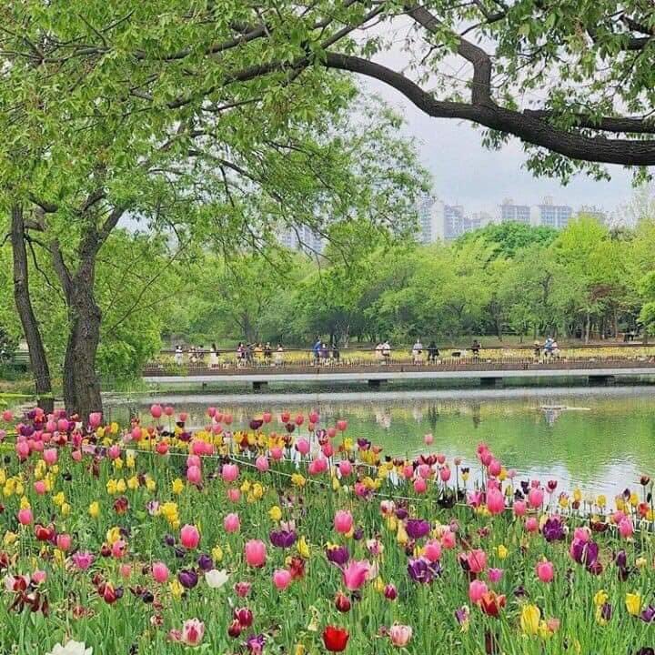 piinkibun's tweet photo. A pathway of tulips 🌷 https://t.co/saLOLylpe8