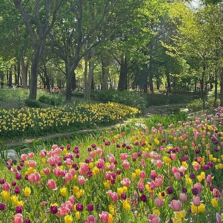 piinkibun's tweet photo. A pathway of tulips 🌷 https://t.co/saLOLylpe8