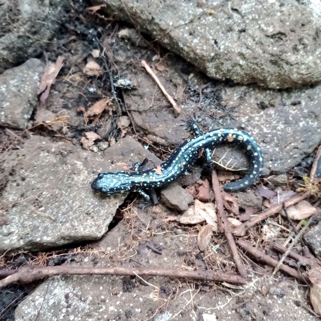 John P. Vanek, PhD tweet media