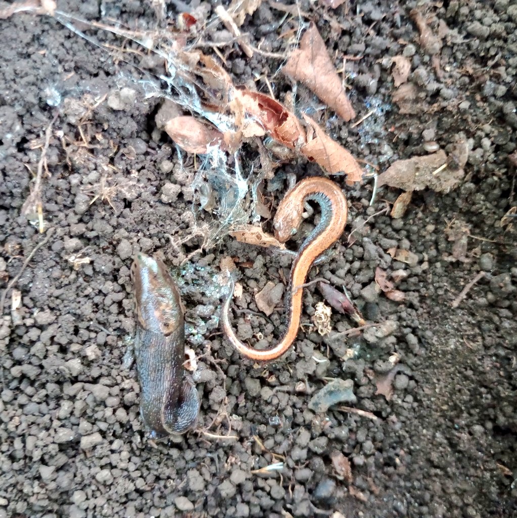 John P. Vanek, PhD tweet media