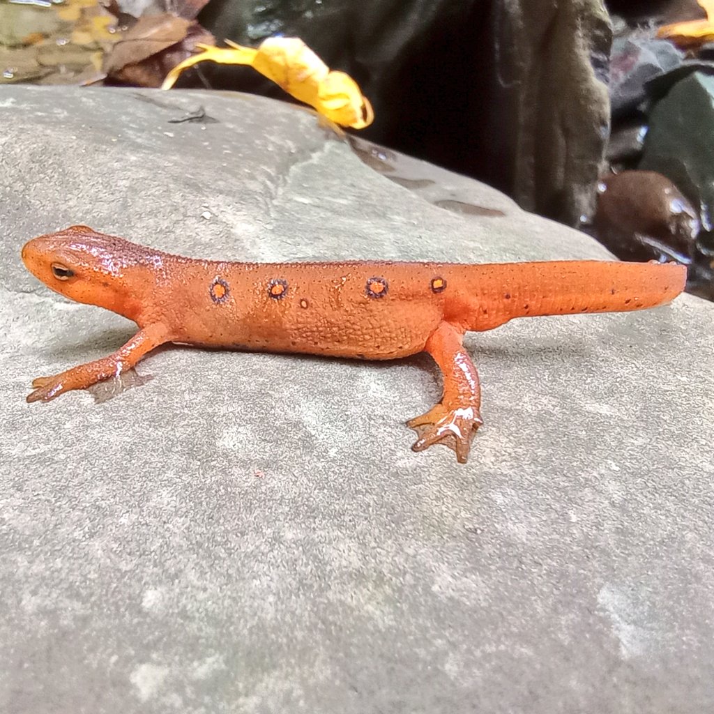 John P. Vanek, PhD tweet media