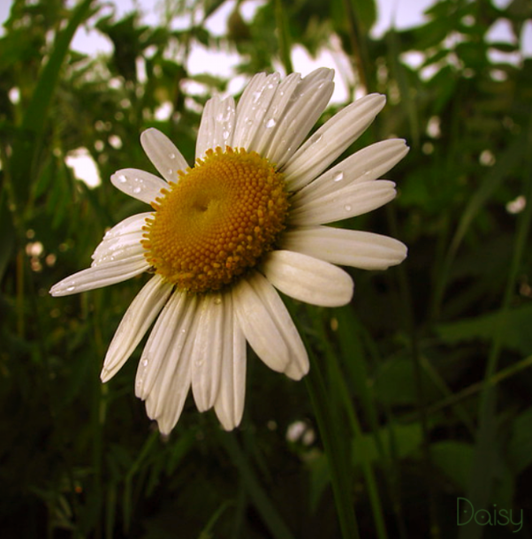 daisysdays1's tweet photo. After the rain 🌼 https://t.co/j3V22K0Mio