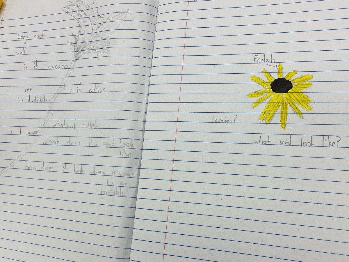 ProfKindred's tweet photo. Making observations, sketching in our science notebooks, asking questions, and identifying plant species using technology. #Science #fifthgrade #ecosystems #beartavernpride https://t.co/eZA2PLRuAl