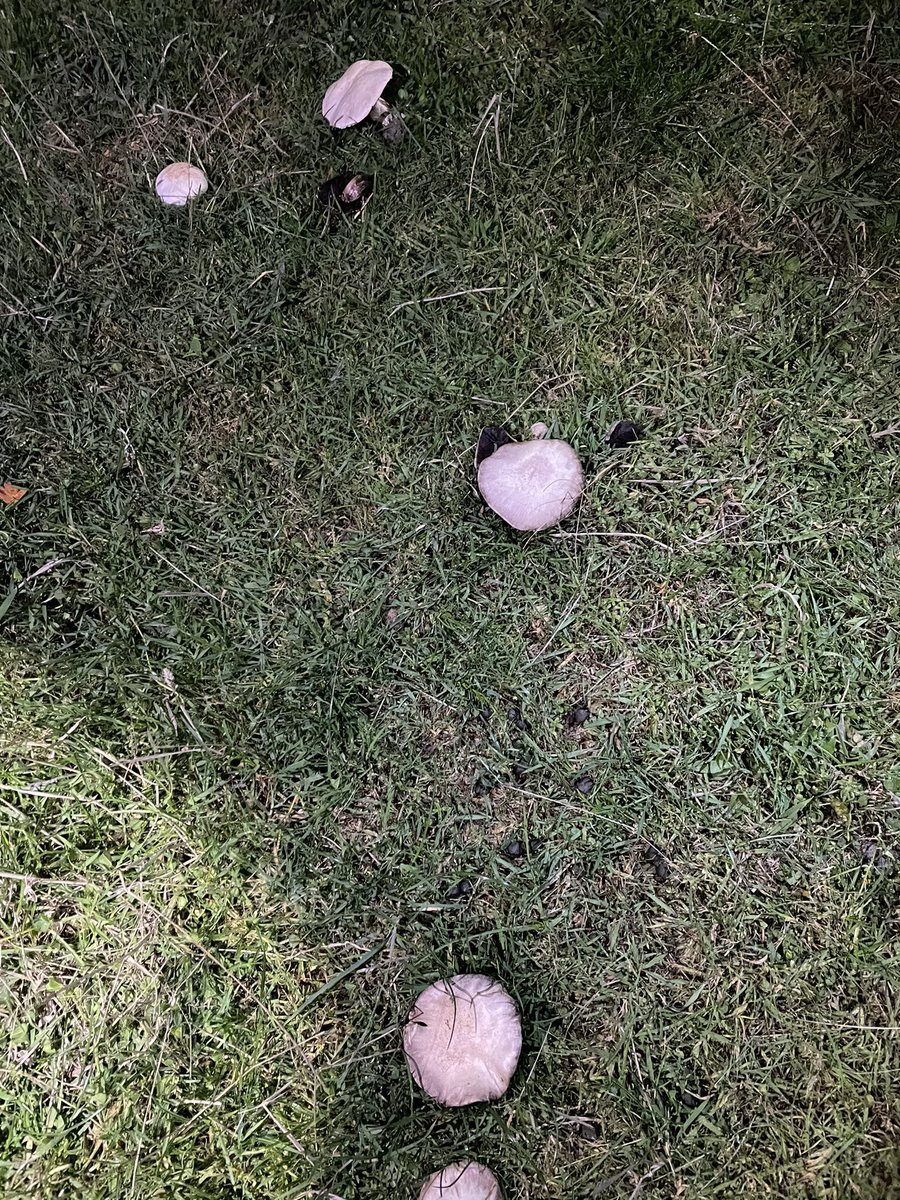 Grimes Dyke Primary School tweet media