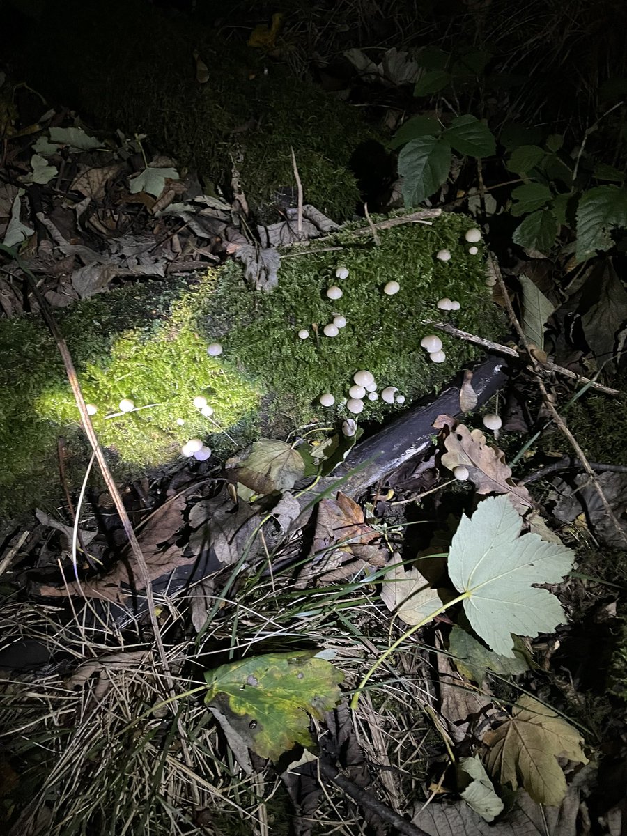 Grimes Dyke Primary School tweet media