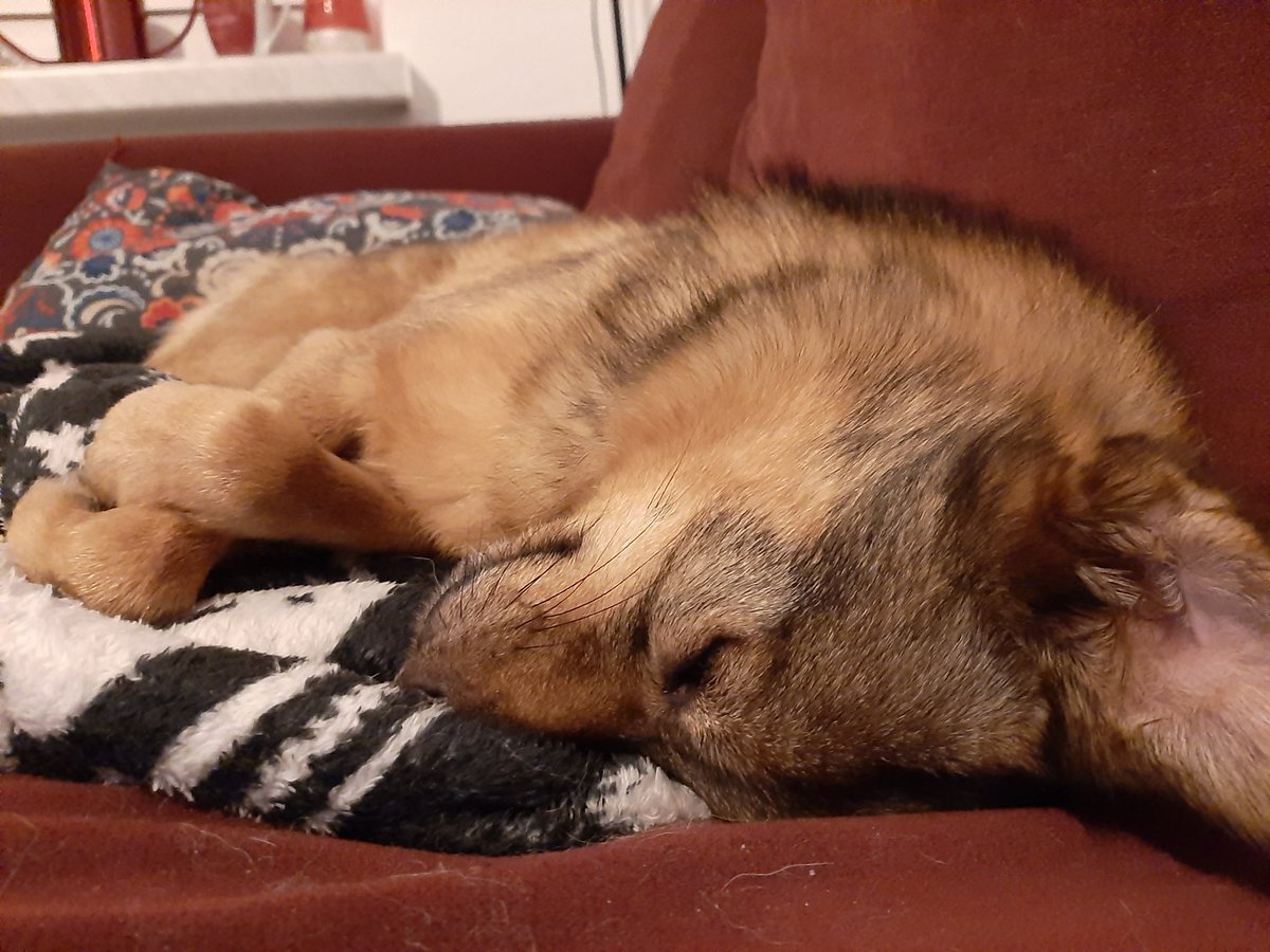 FrechdachsPaul's tweet photo. Hey ihr Schlawiener. Mir geht es gut. 
#Knotenindenpfoten #papastassestehtnochaufderfensterbank #schlafenderschlawiener https://t.co/nLtX6rhdel