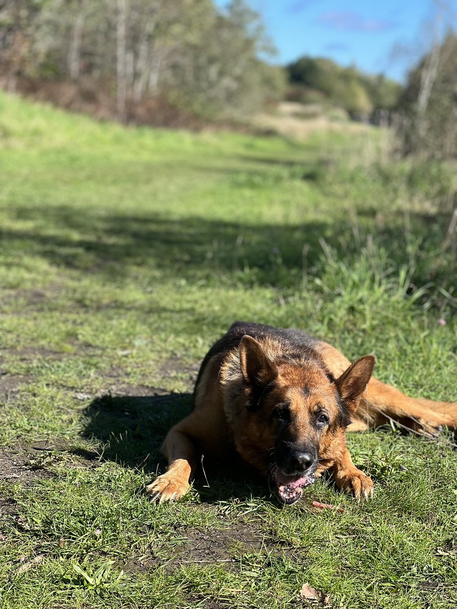 StephensonGill's tweet photo. @comms2point0 Here’s (life of) Reilly enjoying his (my) non working day https://t.co/4WPIXMXQNC