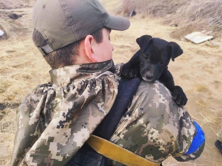 War Dogs of Ukraine on Twitter "Ukrainian State Border Guard has