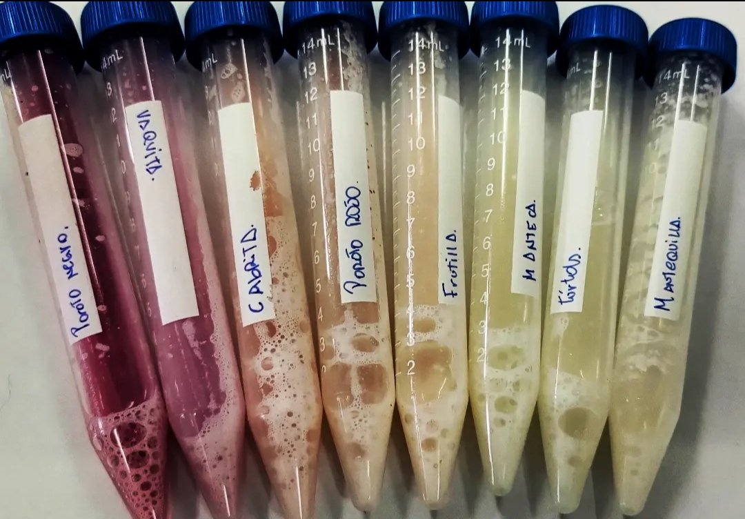 👉#Quinoa, lentejas, porotos y garbanzos, son algunos de los granos tradicionales que estudiamos para apoyar la pequeña agricultura nacional🌱. 👉Hoy continuamos con la investigación de proteínas de porotos campesinos con estudiantes de Nutrición UC👩🏻‍🔬