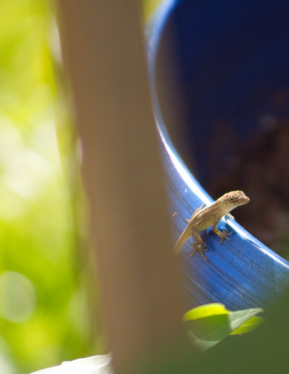 ThePythiArts's tweet photo. Celebrating small things with today's #FridayPhoto
#lizard https://t.co/69GgPOOCwh