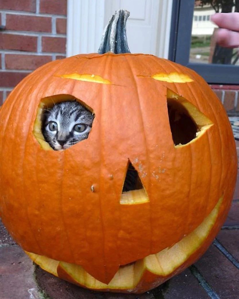 DontShowYourCat's tweet photo. cat-o'-lantern https://t.co/4jRLGPZLIF