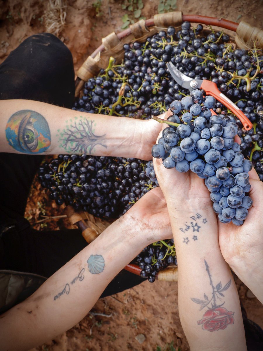 fercabafer's tweet photo. ¡¡Último día de vendimia rockera en
@bodegasdavidmoreno !!
Larga vida al Rock & Roll 🎸🌠🌍
#memolamicurro y el Rock & Roll (el vino también 🍷😜)
#vendimia2022 #bodegasdavidmoreno #riojawine #winespectator https://t.co/k20EmtPkCb