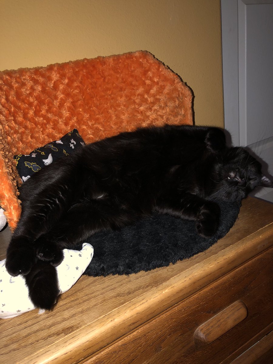spookothecat's tweet photo. Sleeping on my Halloween throne, my paws using my ghost as a footrest. Living my best spooky life. 👻🐈‍⬛🎃 https://t.co/GKEe9fki5U
