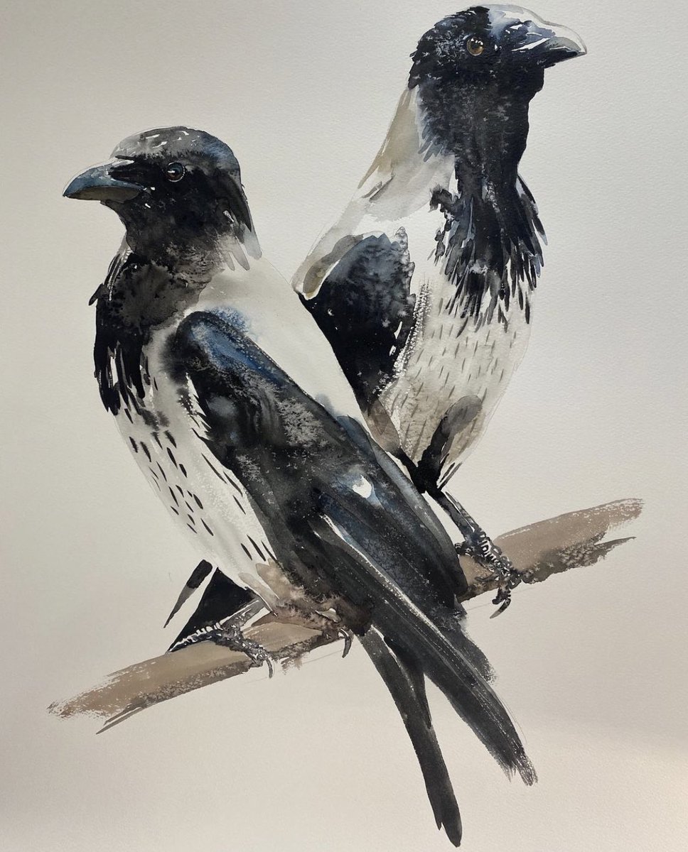 JamesMoir10's tweet photo. Two Hooded Crows. https://t.co/9rFPRceJQQ