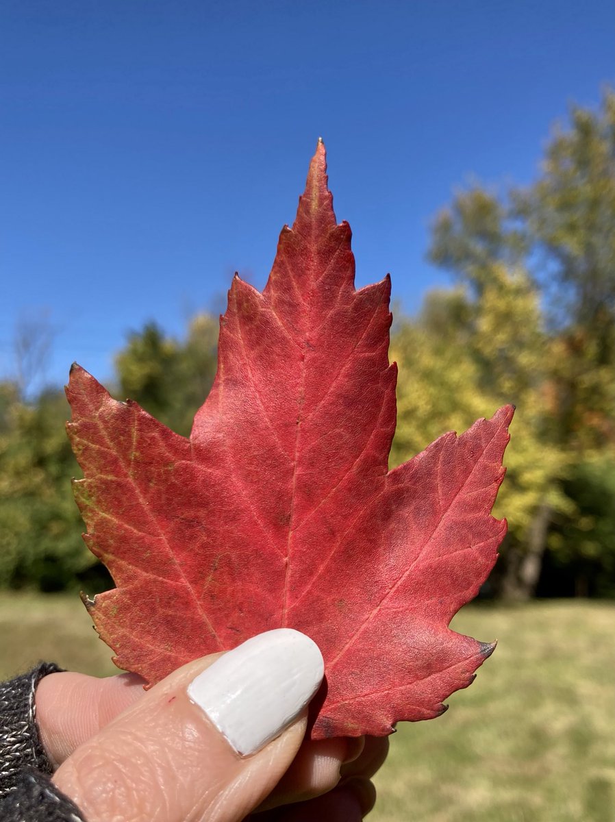 _poultryNmotion's tweet photo. Beautiful colors are starting to show themselves ♥️ #fall #bluesky #poultrynmotion @angelabuchman @MorseLakeWeathe @SeanAshWX @angelaganote @AnneMarieWTHR https://t.co/g2WO1WKUuF