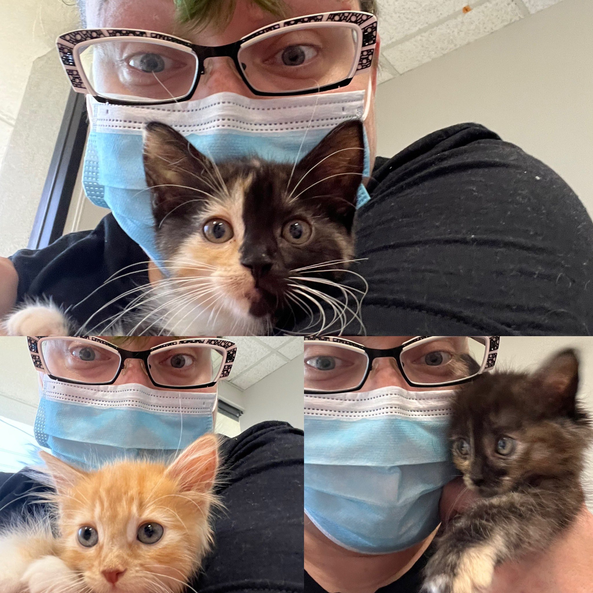 Dizzy Von Damn, Esq. on Twitter: "KITTENS https://t.co/oJBiajNxNz