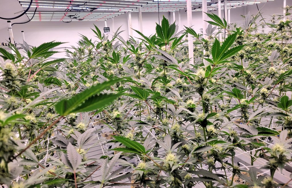 blue_punkrocker's tweet photo. When your happy, the garden is happy 😊!
Happy, healthy, and blooming into a beautiful, TASTY FLOWER 🌹🌺🌷! And the plants are happy too 😊

Main hustle paying for my side hustle into crypto 
#CaliGrower #CannabisCommunity #mastergrower #kush #OG #purps #terps #cannabis #nfts https://t.co/b37LVFs3pc