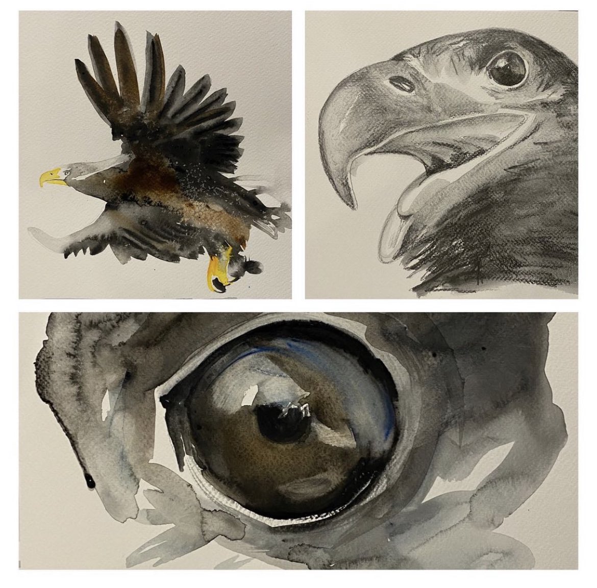 3 examinations of a White Tailed Eagle.