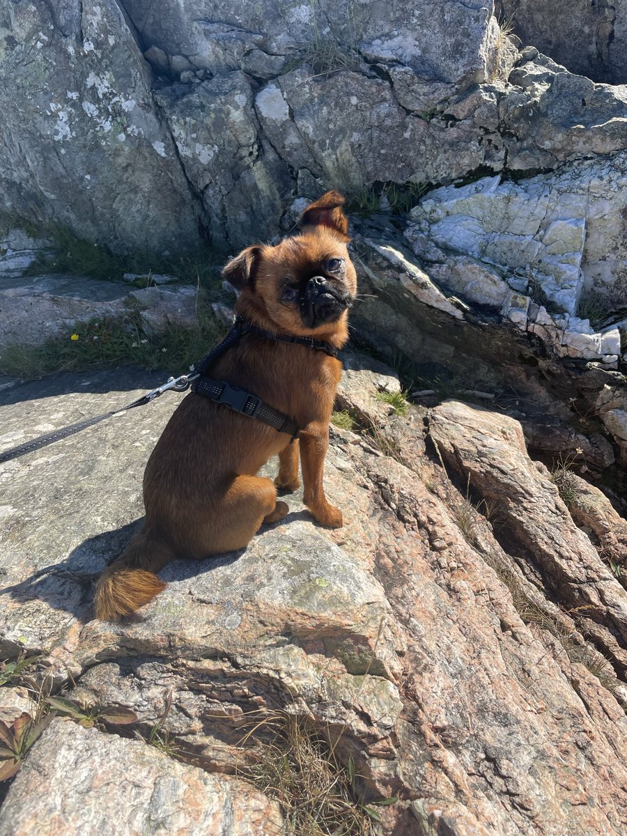 MarianneGjersta's tweet photo. @Snutebilla_ Griffon❤️Snill, artig, sprek og kosete. Dette er vår Finley https://t.co/isnrV26w2g