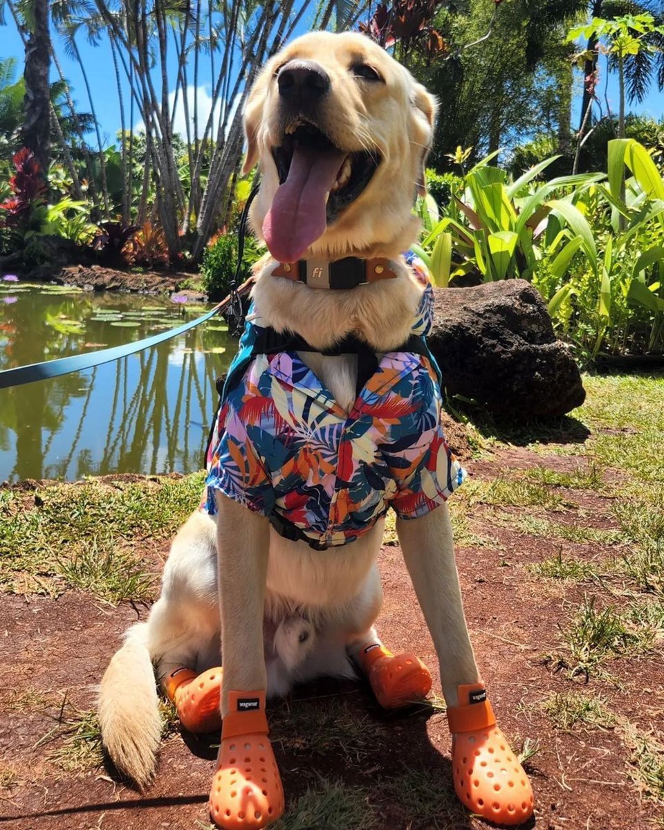 Dole Plantation tweet media