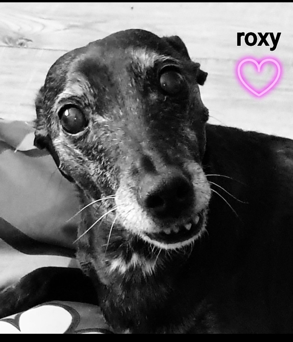 CooperWhippet's tweet image. My wonderful big sis, Roxy who lived to the grand old age of 18 🌈 13/07/2022 😍💖 #dogsoftwitter #DogsOnTwitter #DogsAreFamily #dogsarelove #whippet