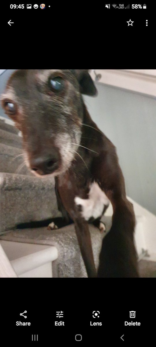 CooperWhippet's tweet image. My wonderful big sis, Roxy who lived to the grand old age of 18 🌈 13/07/2022 😍💖 #dogsoftwitter #DogsOnTwitter #DogsAreFamily #dogsarelove #whippet