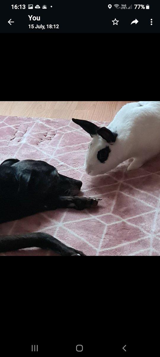 CooperWhippet's tweet image. My wonderful big sis, Roxy who lived to the grand old age of 18 🌈 13/07/2022 😍💖 #dogsoftwitter #DogsOnTwitter #DogsAreFamily #dogsarelove #whippet