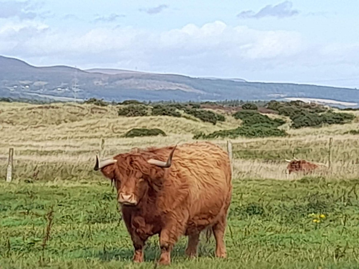 Spittalfield's tweet photo. Beautiful Brora Sutherland ❤️
#highlandcoo https://t.co/nqx4dqqIYX