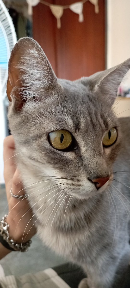 JazminBaezz's tweet photo. Paso a dejar mi descargo acerca de la mudanza del vecino que nunca se negó a cuidar mis plantas cada que me iba para el pueblo. Tristemente con el se fue también su gatita que me visitaba cada que volvía de la facu y me veía llorar por no tener con quien tomar mate en la vereda. https://t.co/MaJYoi4sIo