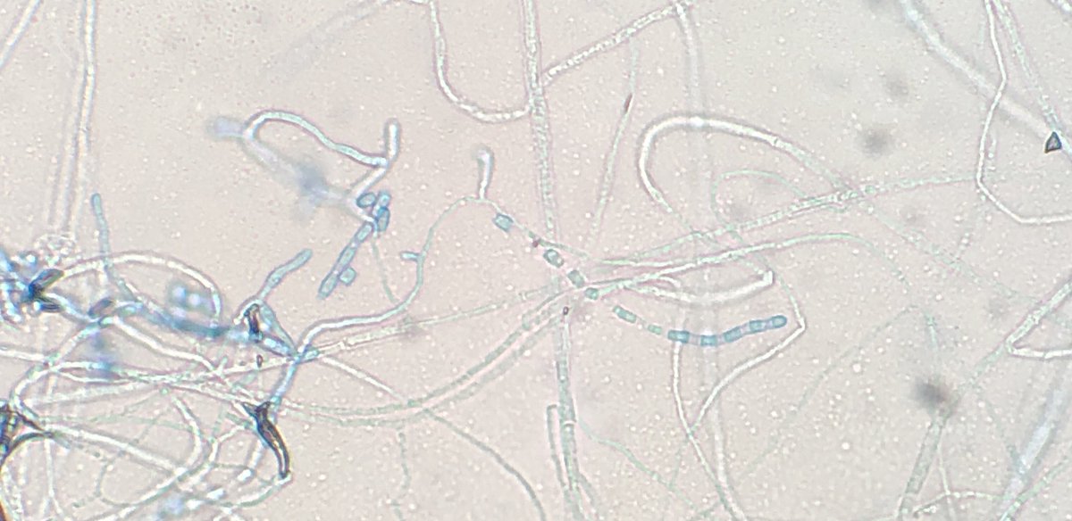 Jordan Mah tweet media