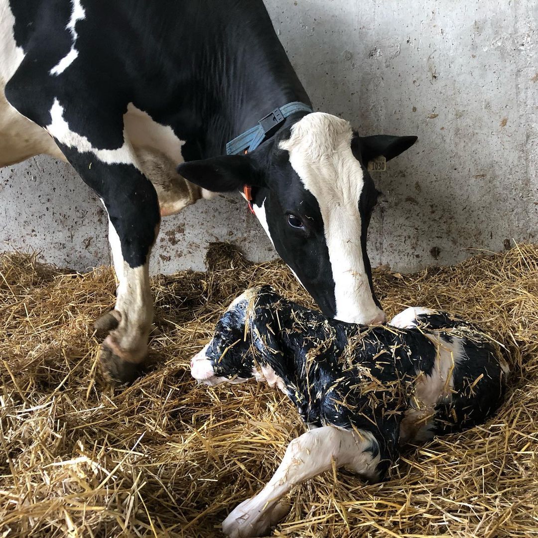 SomaDetect's tweet photo. It’s the #weekend! Thanks for this happy snap from @mistyglen on Instagram.
#SomaDetectTechnology #dairytechnology https://t.co/zEdsQAFsrK