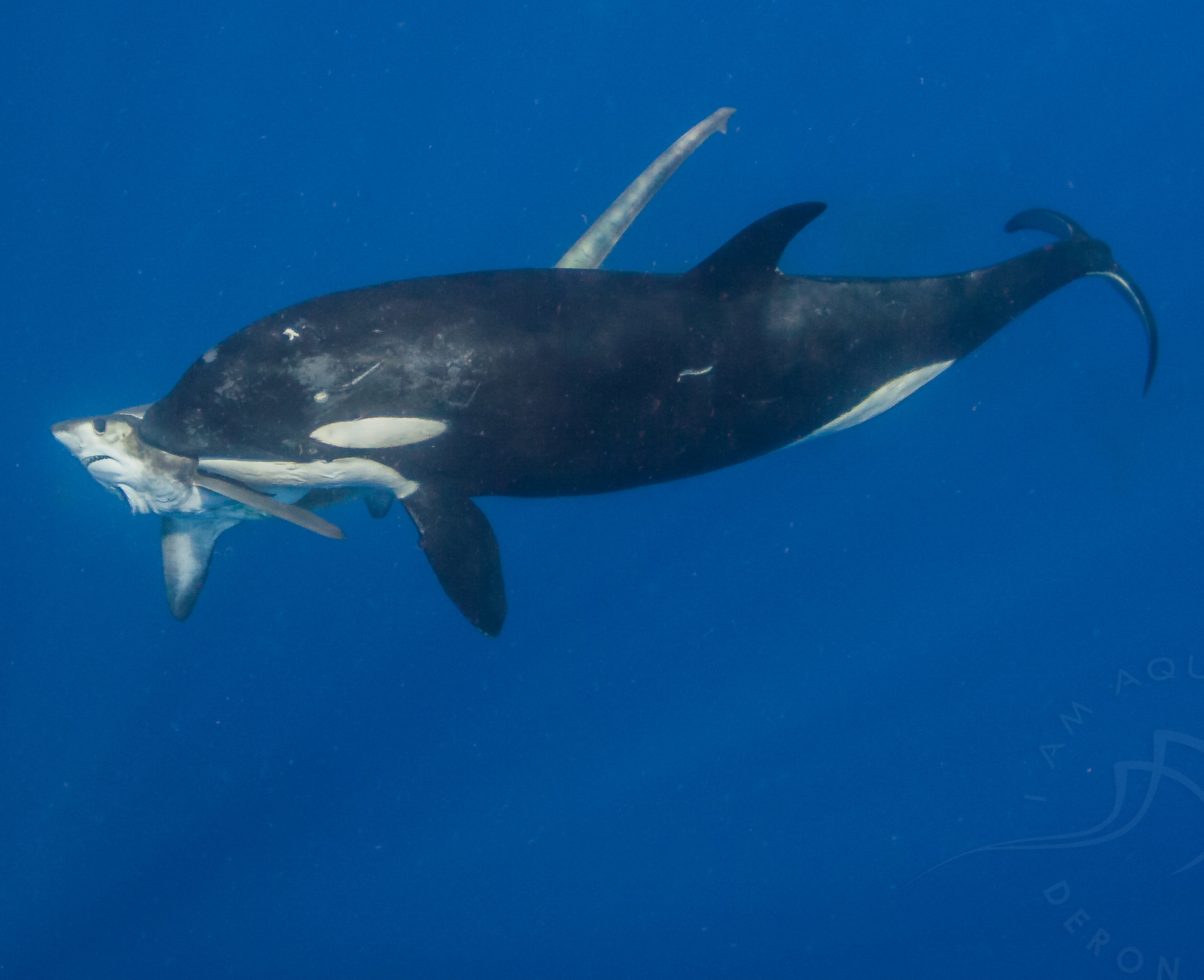 Shark Tagger on Twitter: "Orcas may affect shark movements as seen with