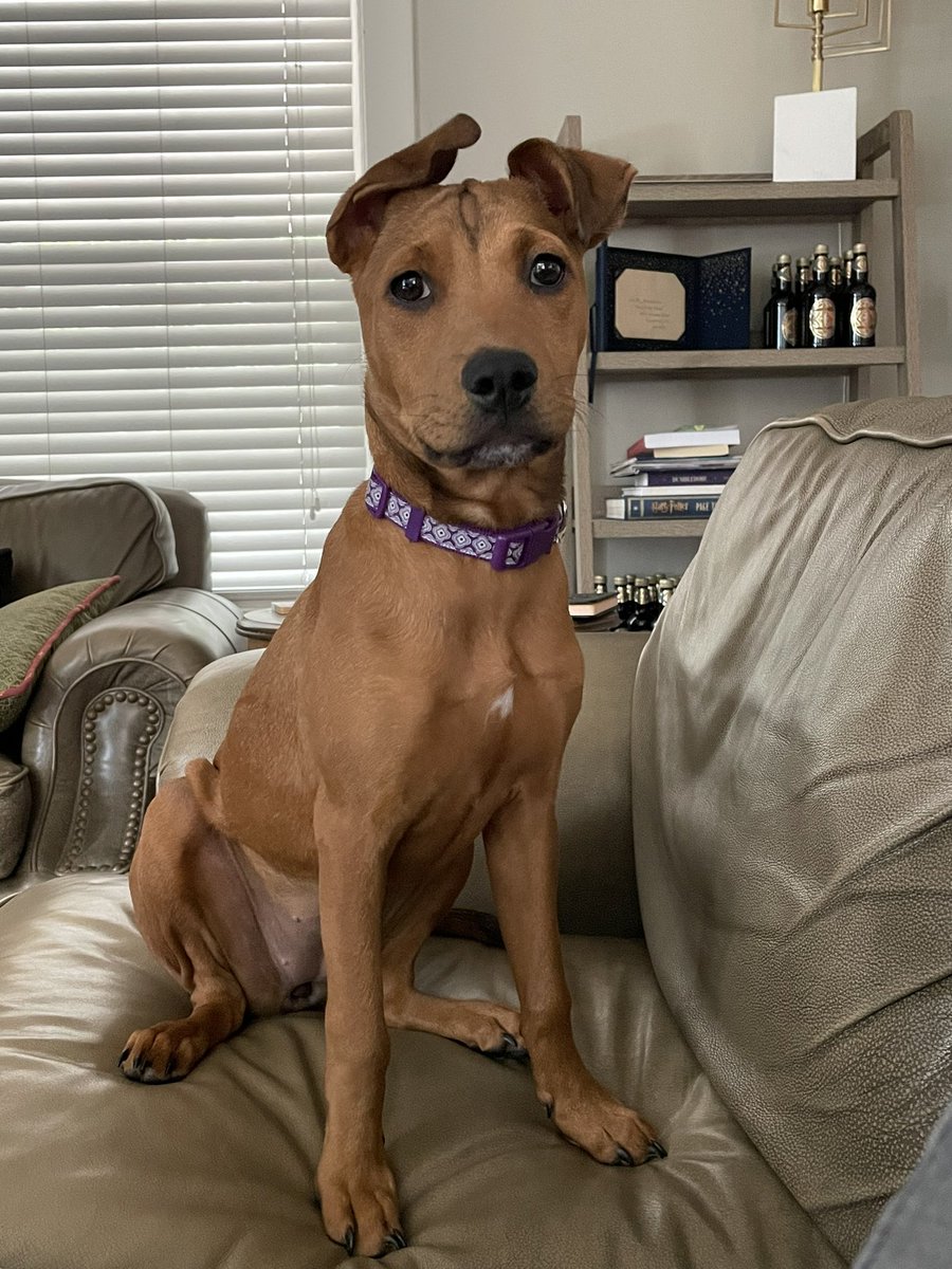 ryanbernsten's tweet photo. I cannot believe how big my lil puppy has gotten in just over a month 😭 https://t.co/vJX8s4PZPE