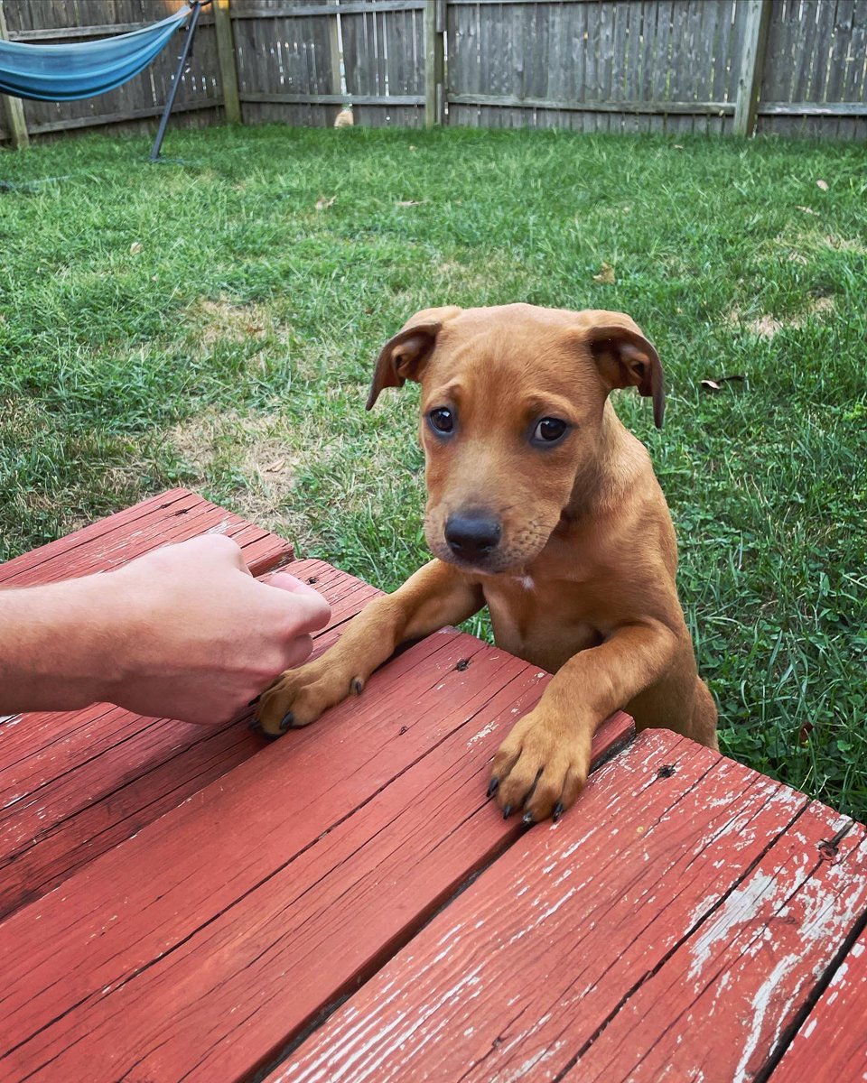 ryanbernsten's tweet photo. I cannot believe how big my lil puppy has gotten in just over a month 😭 https://t.co/vJX8s4PZPE