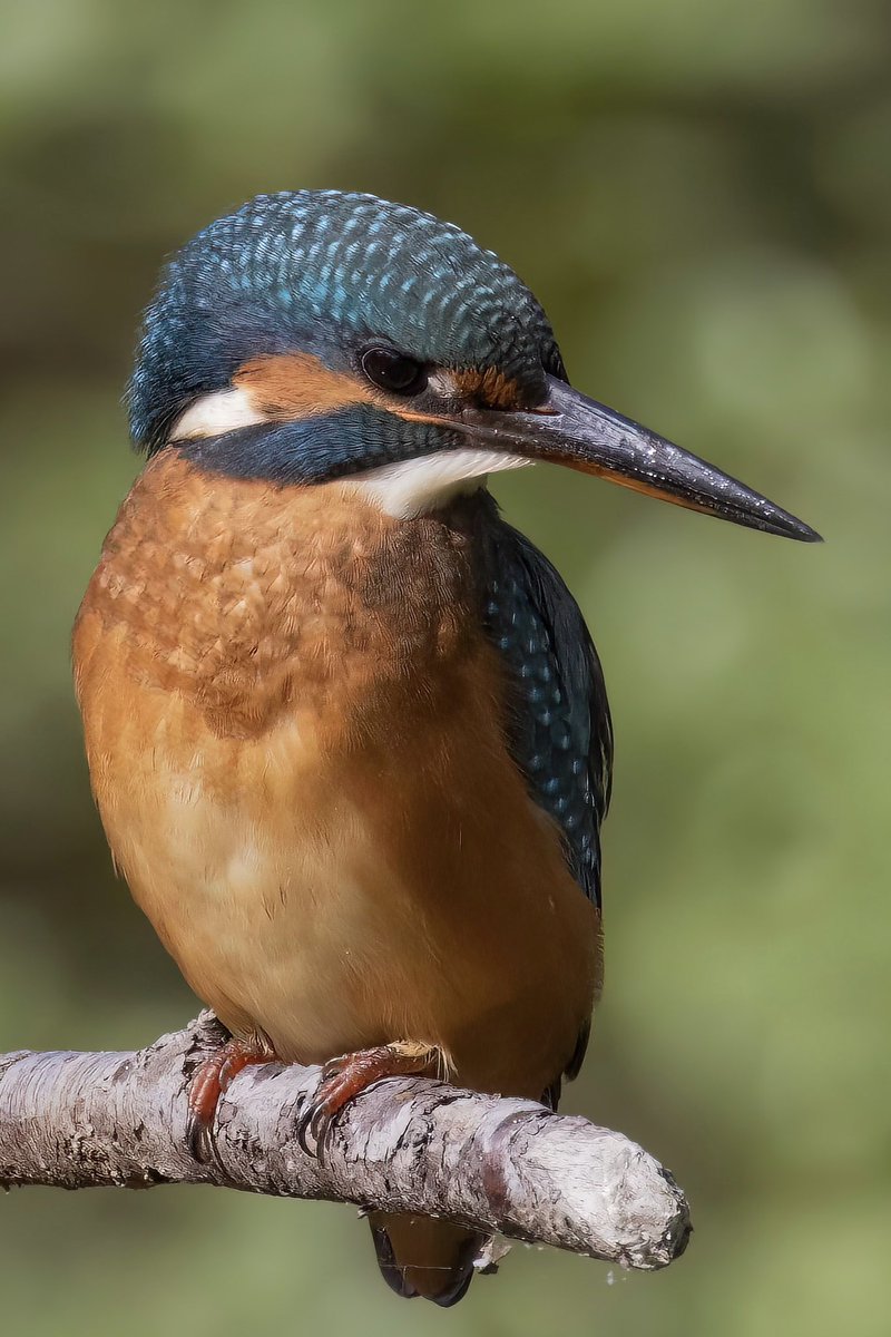hertskingfisher tweet picture