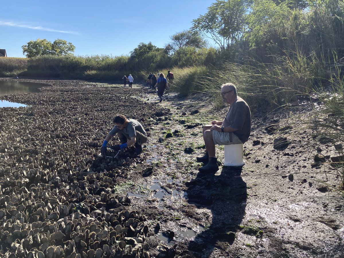 Shells4Reefs's tweet photo. Shell recycling is a long term process &amp; so very needed to restore reefs that we have lost … but we do have some gems still there revealed by low tide. Community members help understand these hidden gems during monitoring events! #SoundSchool #oystermonitoring #ittakesavillage https://t.co/YOS3EG2Y2t
