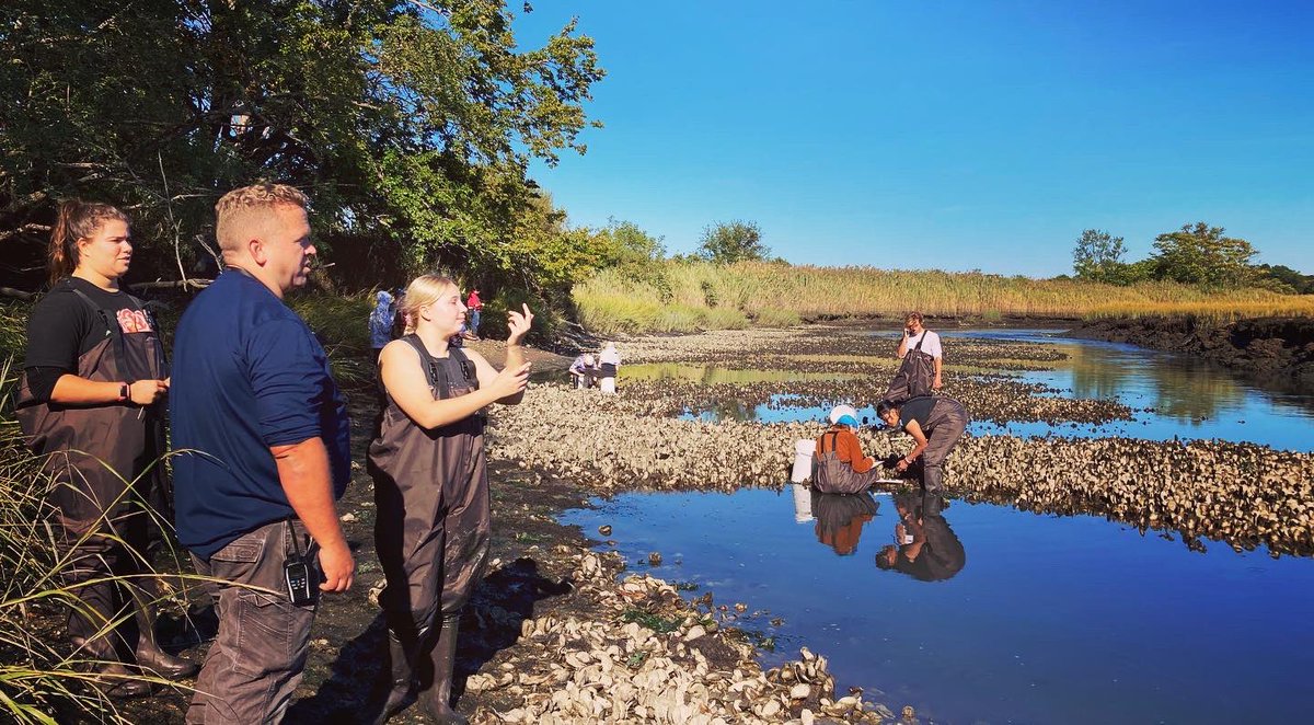 Shells4Reefs's tweet photo. Shell recycling is a long term process &amp; so very needed to restore reefs that we have lost … but we do have some gems still there revealed by low tide. Community members help understand these hidden gems during monitoring events! #SoundSchool #oystermonitoring #ittakesavillage https://t.co/YOS3EG2Y2t