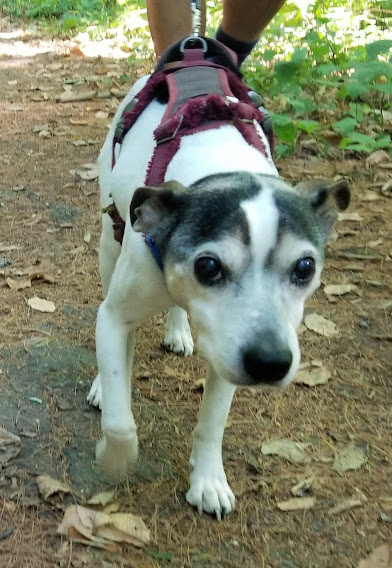 Animal Rescue League of Boston tweet media