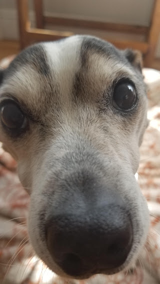 Animal Rescue League of Boston tweet media